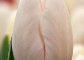 Tulipa Barcelona Blanca ® (3)